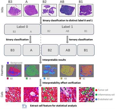 Weakly supervised learning in thymoma histopathology classification: an interpretable approach